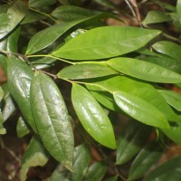 Polyalthia persicifolia (Hook.f. & Thomson) Bedd.